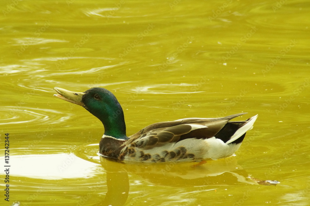 Obraz premium ente im wasser, schwimmt