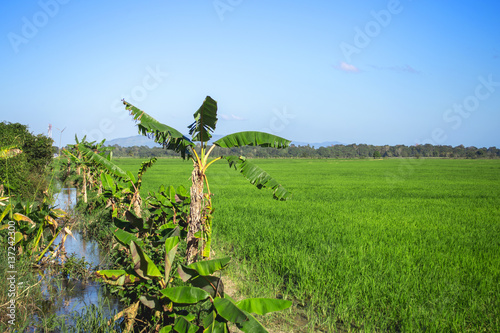 Rice field, palm tree and channel for irrigation. Agriculture of Dominican Republic