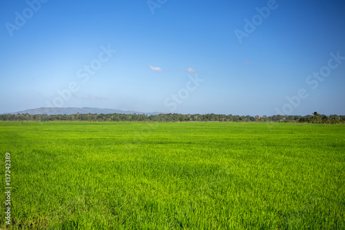 simple wonderful landscape, pure blue sky and emerald green grass