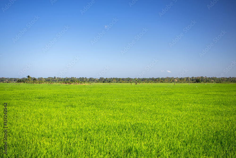 simple wonderful landscape, pure blue sky and emerald green grass simple wonderful landscape, pure blue sky and emerald green grass