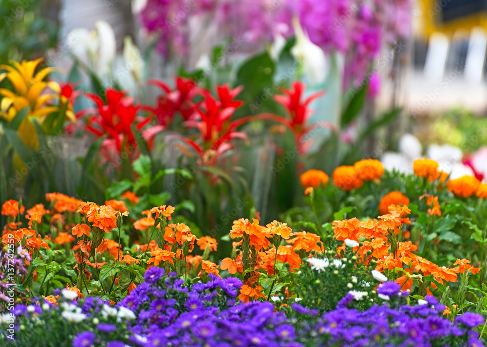 Obraz premium Flower market with variety of flowers.