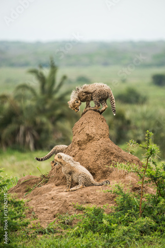 Cheetah cubs on termite hill, Phinda Game Reserve, South Africa photo