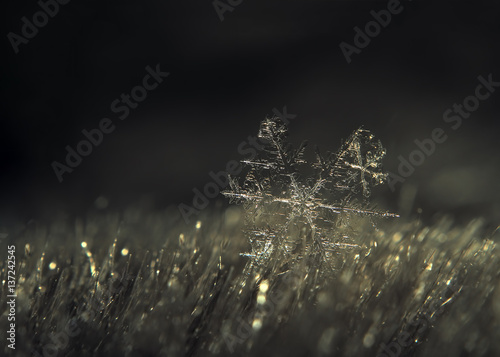 Snow flake transparent at the grass