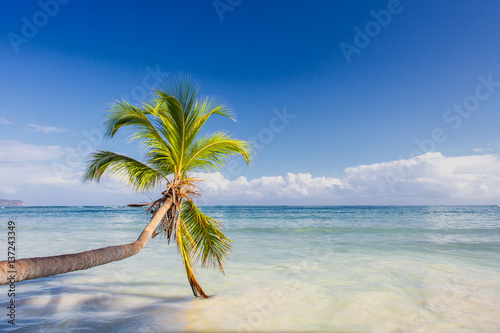 Paradise. Green palm tree over crystal clear Caribbean sea
