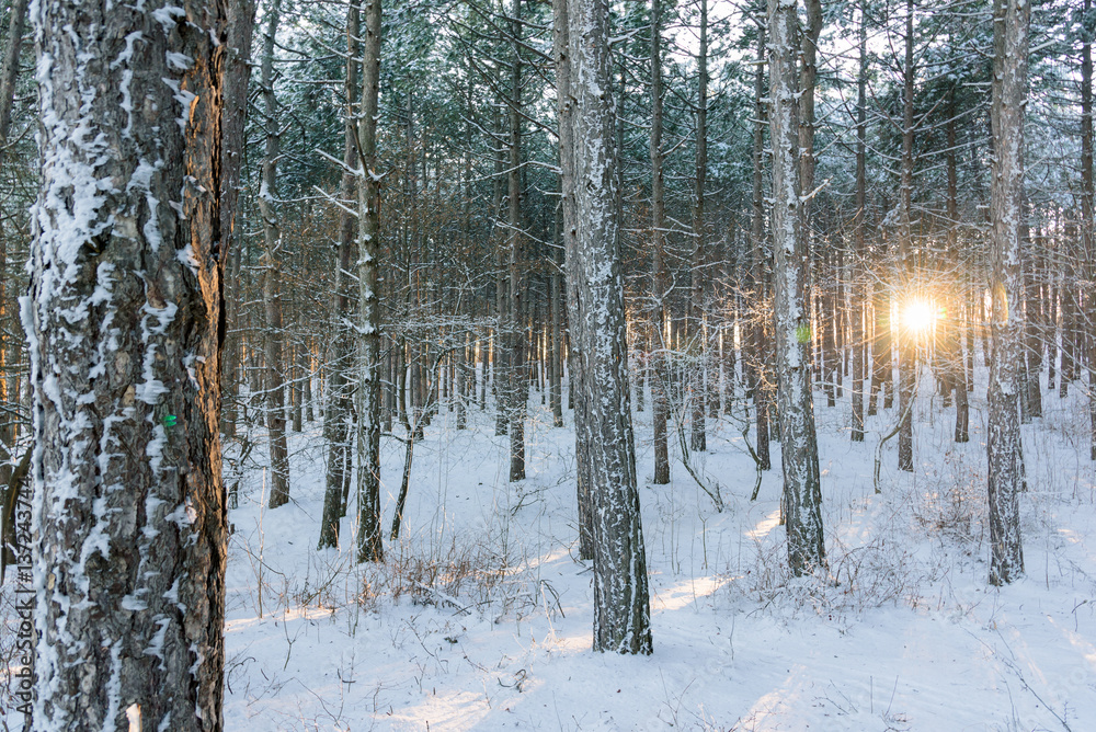 winter sunset rays in wood between trees winter sunset rays in wood between trees
