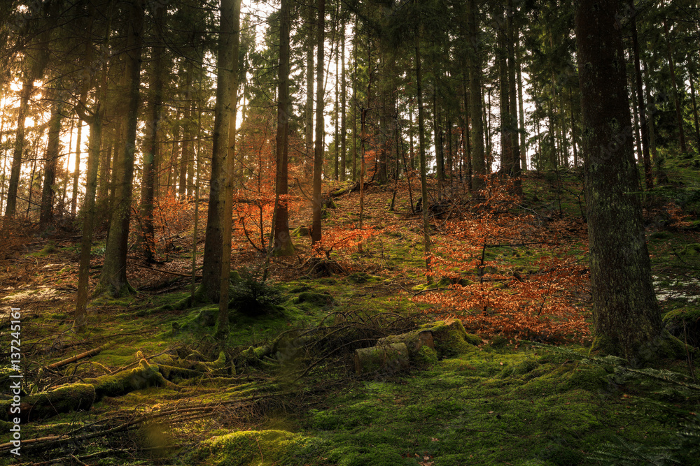 Obraz premium Pfad Krottorf