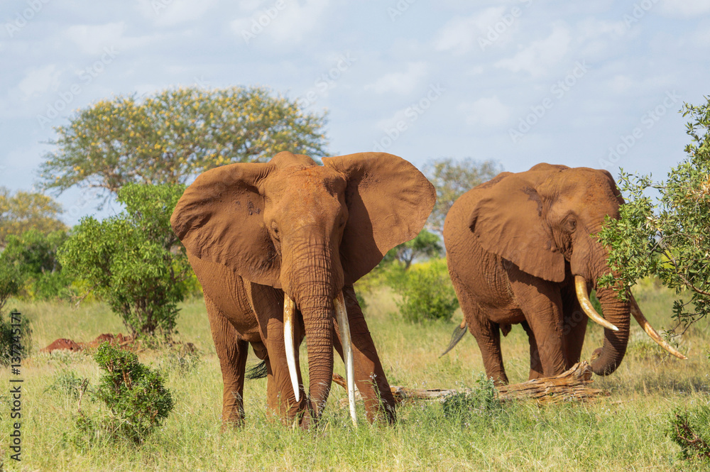 Red Elephants in Tsavo East National Park. Kenya.