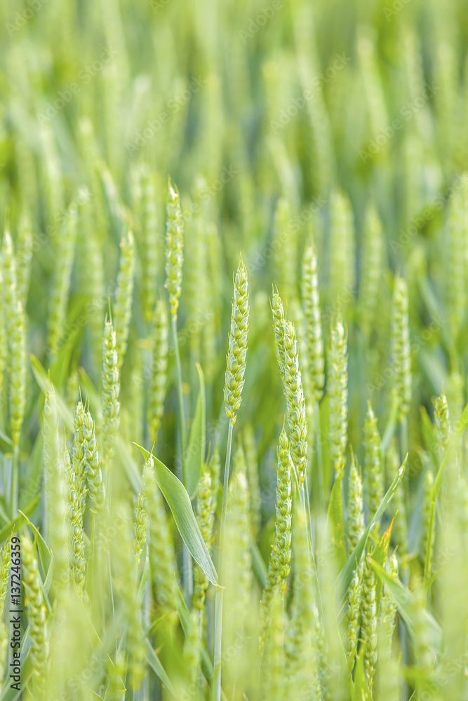 
Green wheat field 