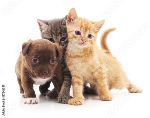 Fototapeta Naklejka Na Ścianę i Meble -  Puppy and two kittens.