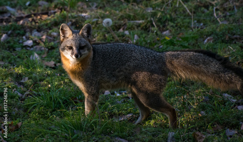 Fox in Golden Light