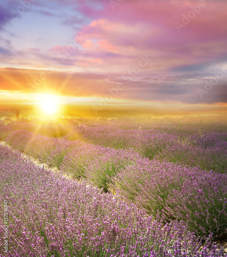 Sunset over a summer lavender field  looks like in Provence  France. Lavender field. Beautiful image of lavender field over summer sunset landscape.
