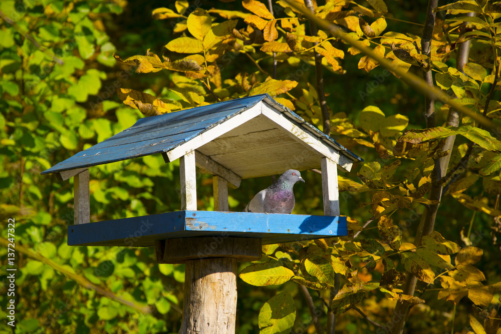 Pigeon in the manger on the forest background Pigeon in the manger on the forest background