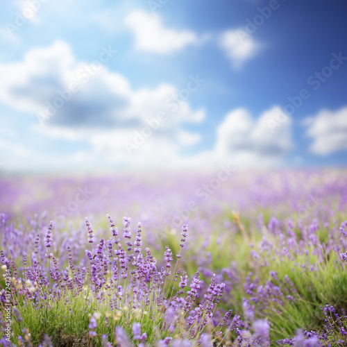 Fototapeta Naklejka Na Ścianę i Meble -  Lavender in summer mountains