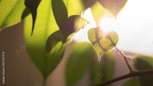 Heart shaped leaf with sunlight coming from behind