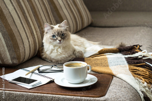 Cup of hot coffee with marmalade book points the blanket on the couch and cat the window