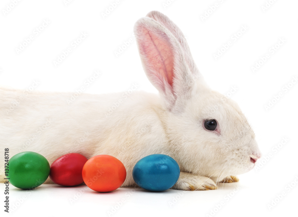 Obraz premium White bunny and Easter eggs.
