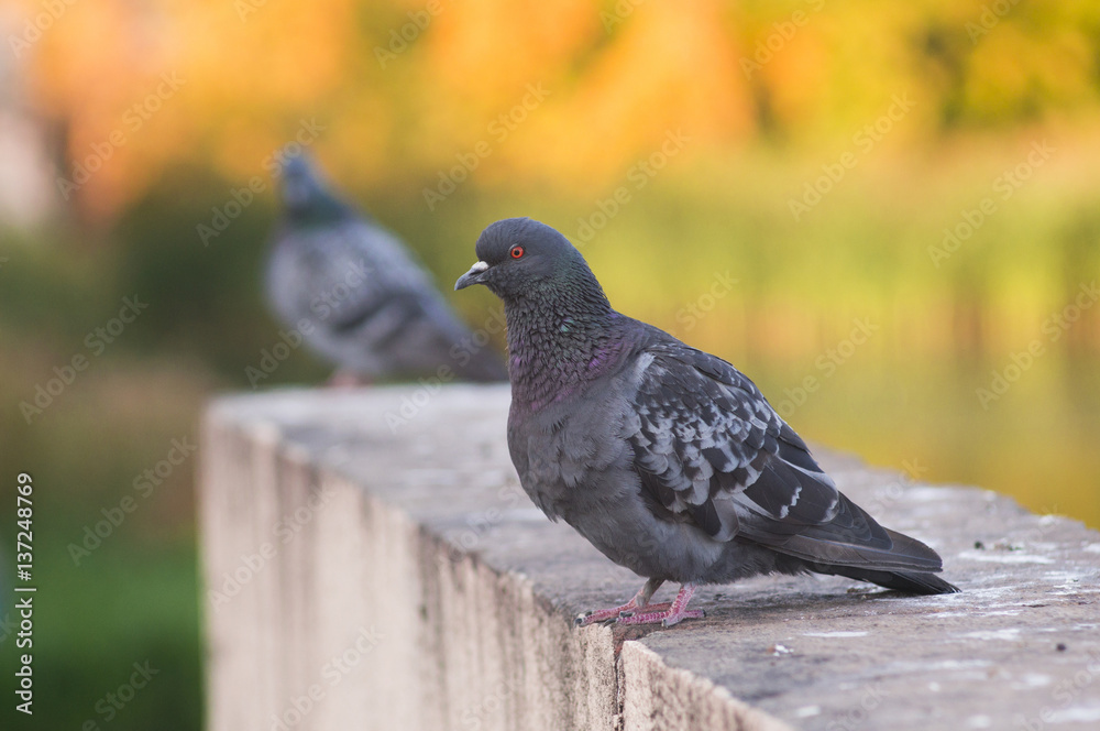 A sitting pigeon with beautiful hackle feathers. A sitting pigeon with beautiful hackle feathers.