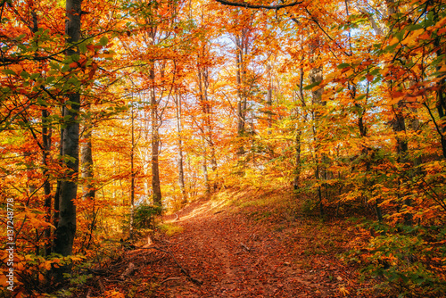 Forest Road in the autumn. Landscape. Ukraine. Europe