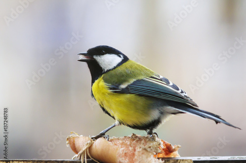 A photo of a titmouse on a piece of hog-skin