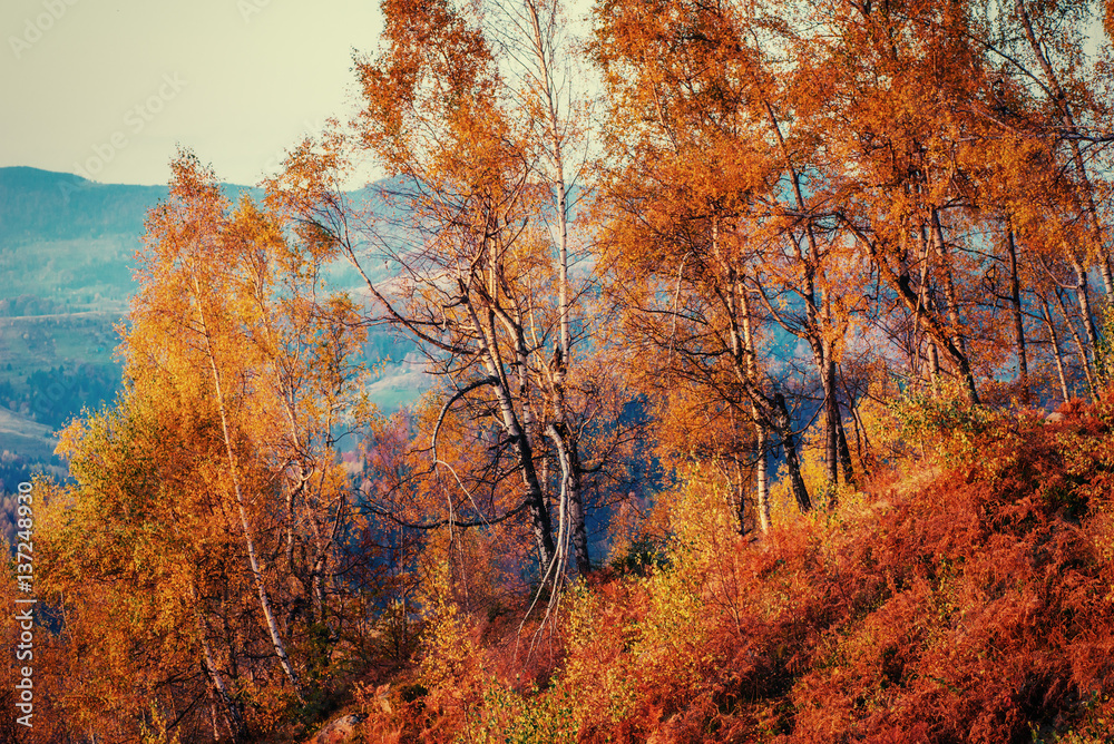 Fototapeta premium birch forest in sunny afternoon while autumn season.