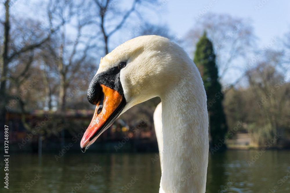 Schwan in Nahaufnahme Schwan in Nahaufnahme