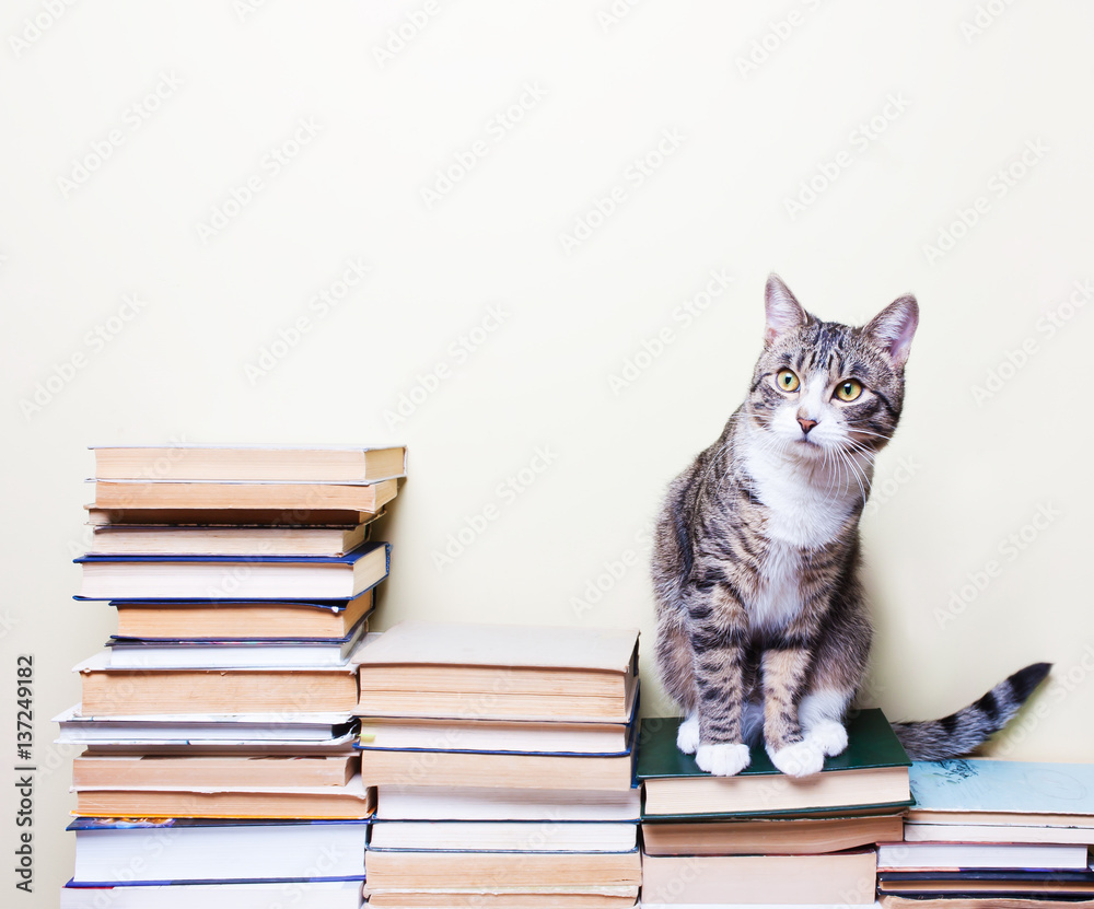 Cat sitting on the books foto de Stock | Adobe Stock