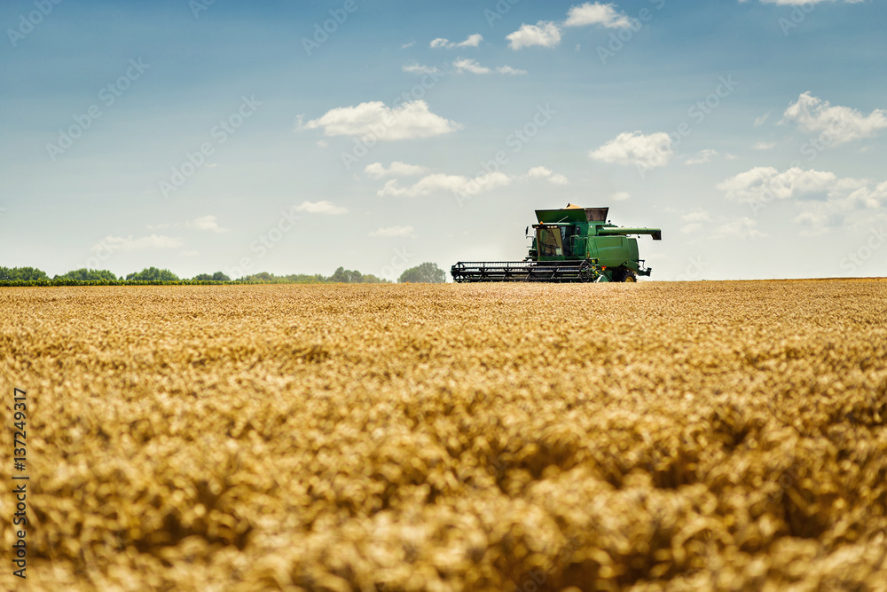 Obraz premium Wheat harvesting with a combine, combine harvester in action on wheat field, sunny summer day