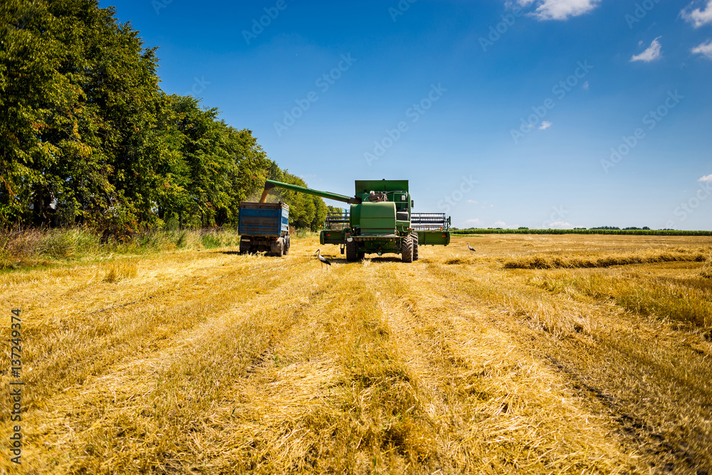 Fototapeta premium Wheat harvesting with a combine, combine harvester in action on wheat field, sunny summer day
