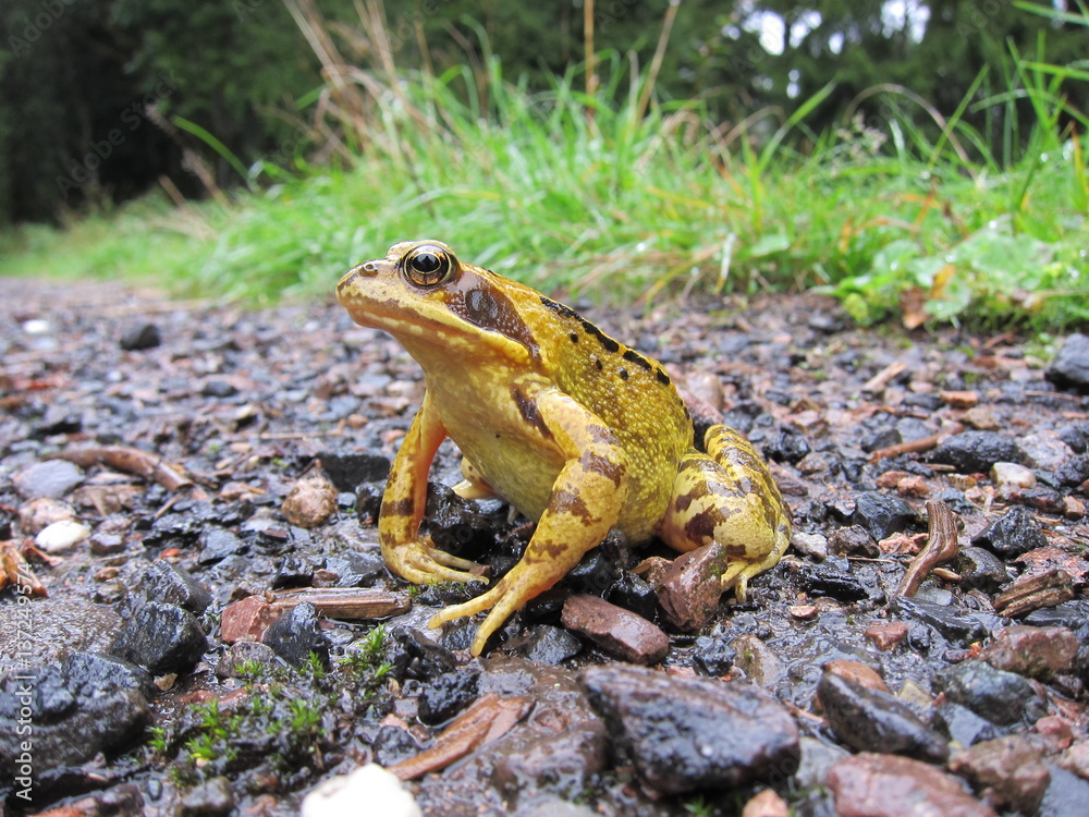 Obraz premium Grasfrosch