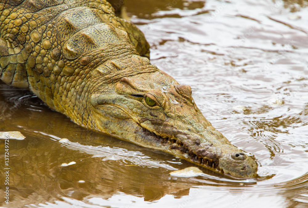 Obraz premium Crocodile in Tsavo East National park. Kenya.