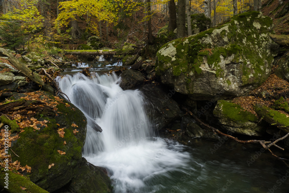 Fototapeta premium Wild autumn