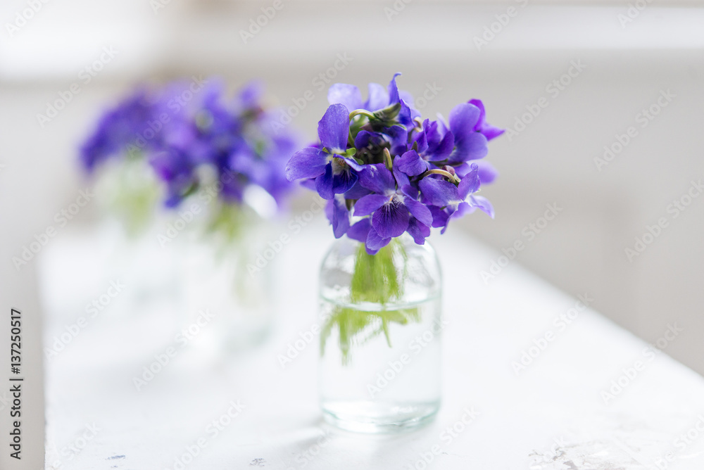 Fototapeta premium Bouquets of purple spring violet in glass vase near the window