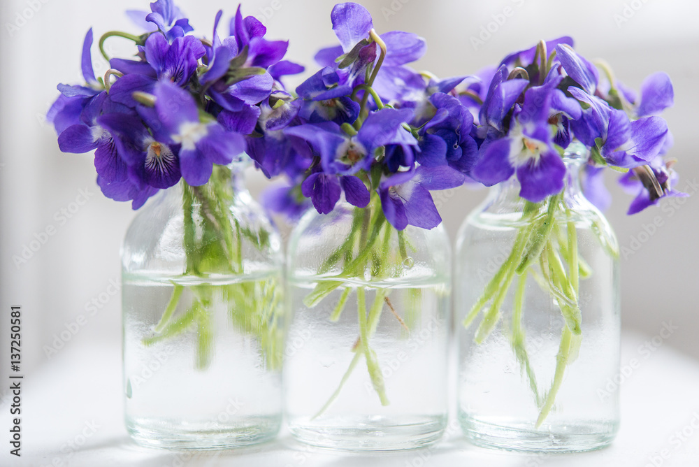 Bouquets of purple spring violet in glass vase near the window Bouquets of purple spring violet in glass vase near the window