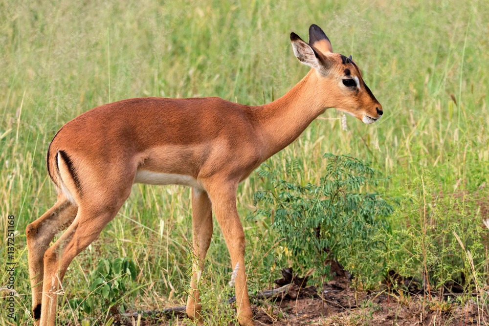 Imapala baby stand in grass, Kruger National Park, South Africa Imapala baby stand in grass, Kruger National Park, South Africa