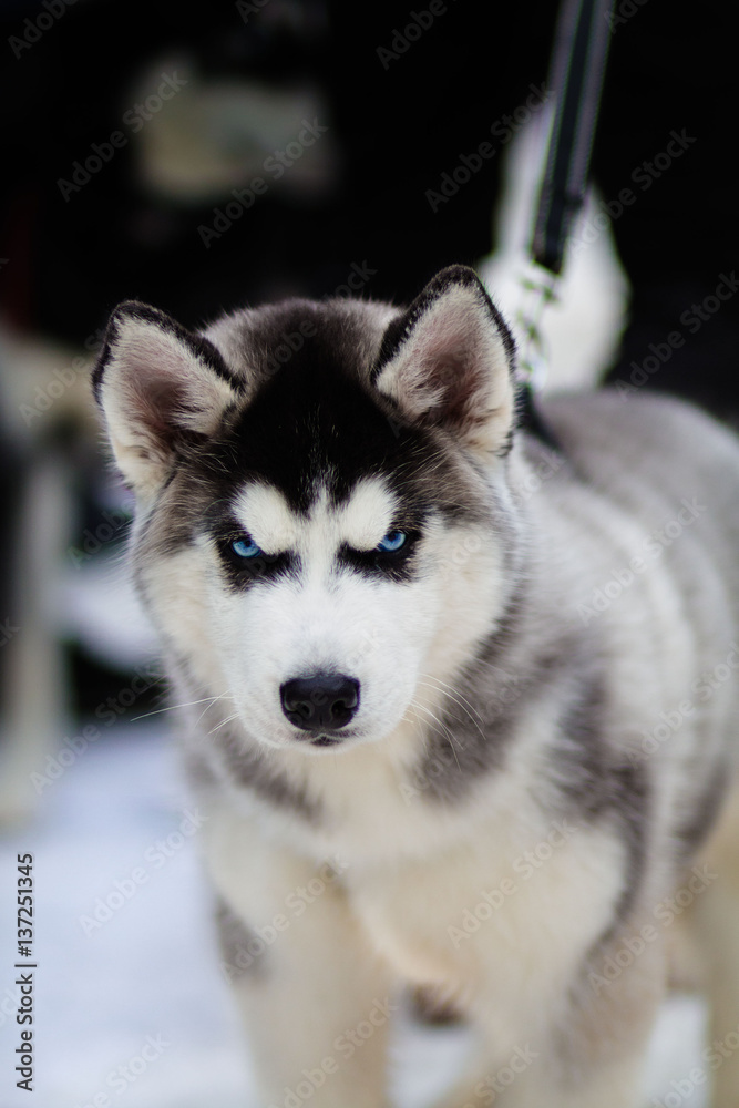 Husky puppy on a winter day