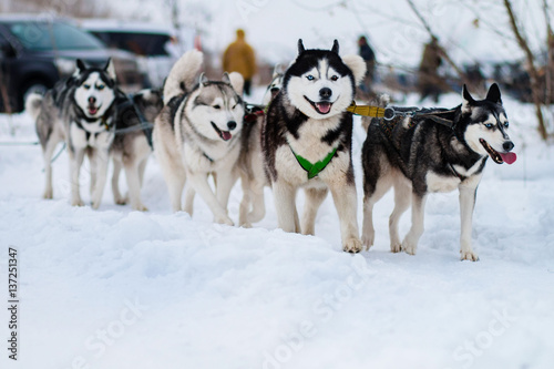 husky sled in the snow