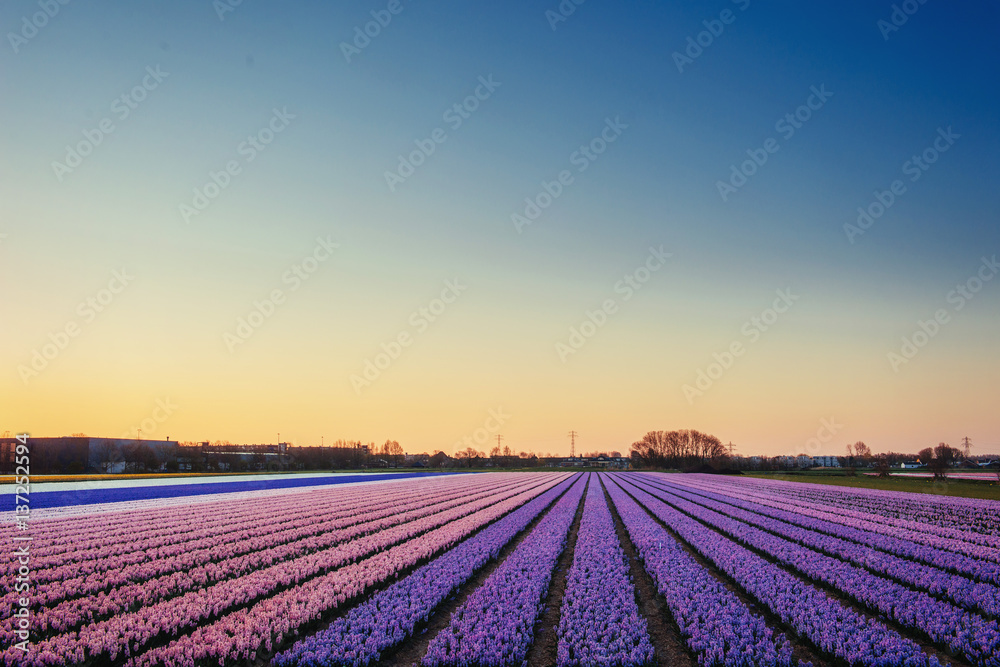 Sunset over fields of daffodils. Holland Sunset over fields of daffodils. Holland