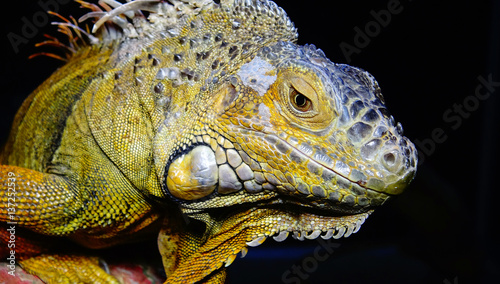 Green Iguana, close up © Oleg Kovtun
