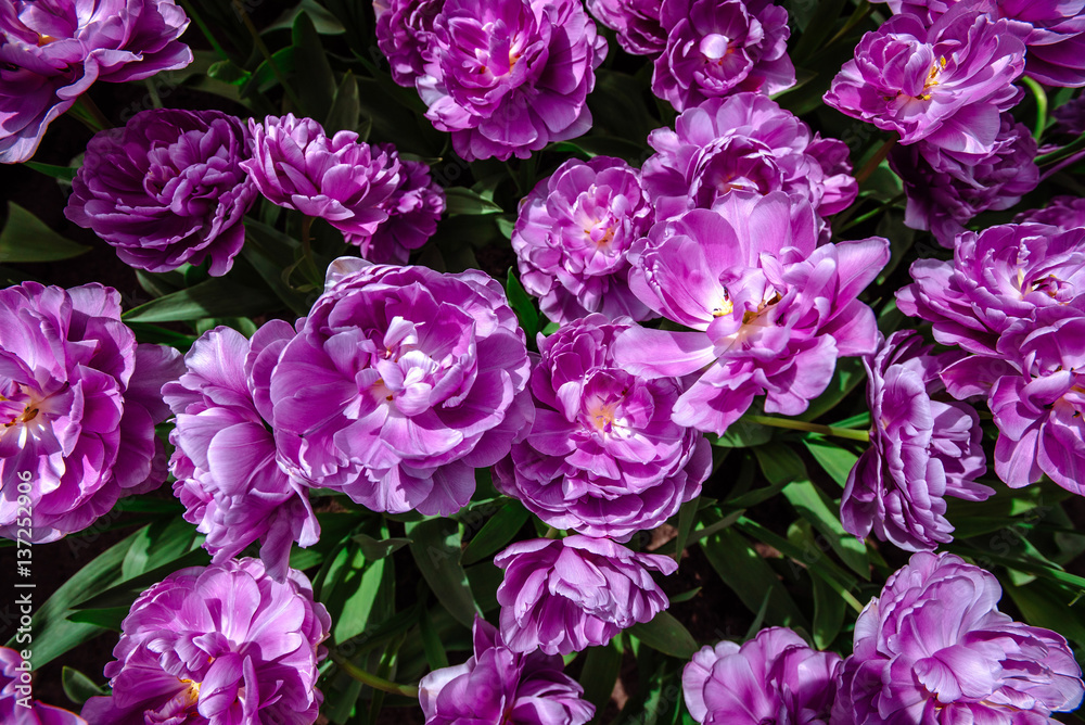 Marvellous tulip flowers in the Keukenhof park.