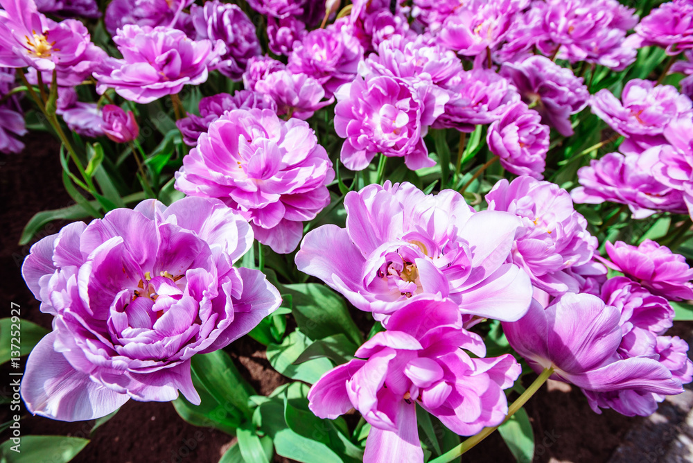Marvellous tulip flowers in the Keukenhof park.