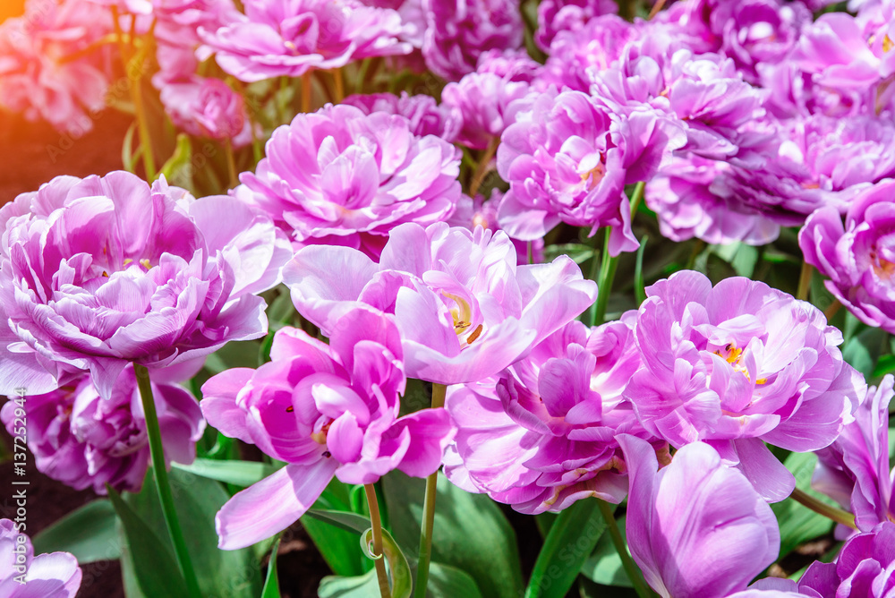 Marvellous tulip flowers in the Keukenhof park. Marvellous tulip flowers in the Keukenhof park.