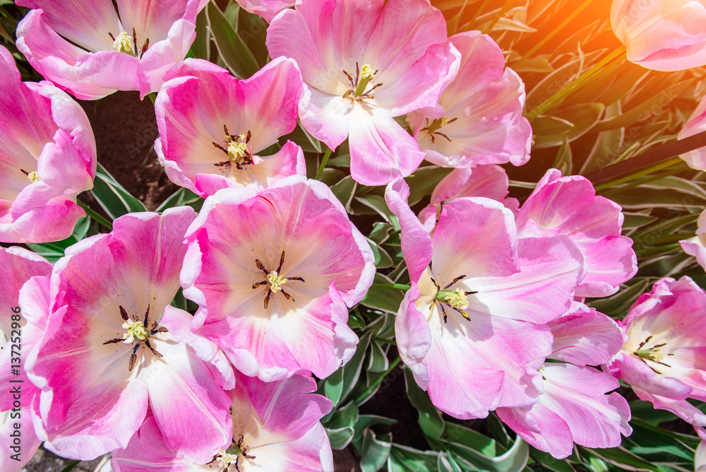 Beautiful bouquet of tulips. Beautiful bouquet of tulips.