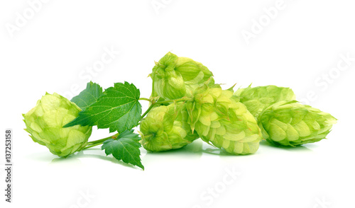 Hop isolated on white