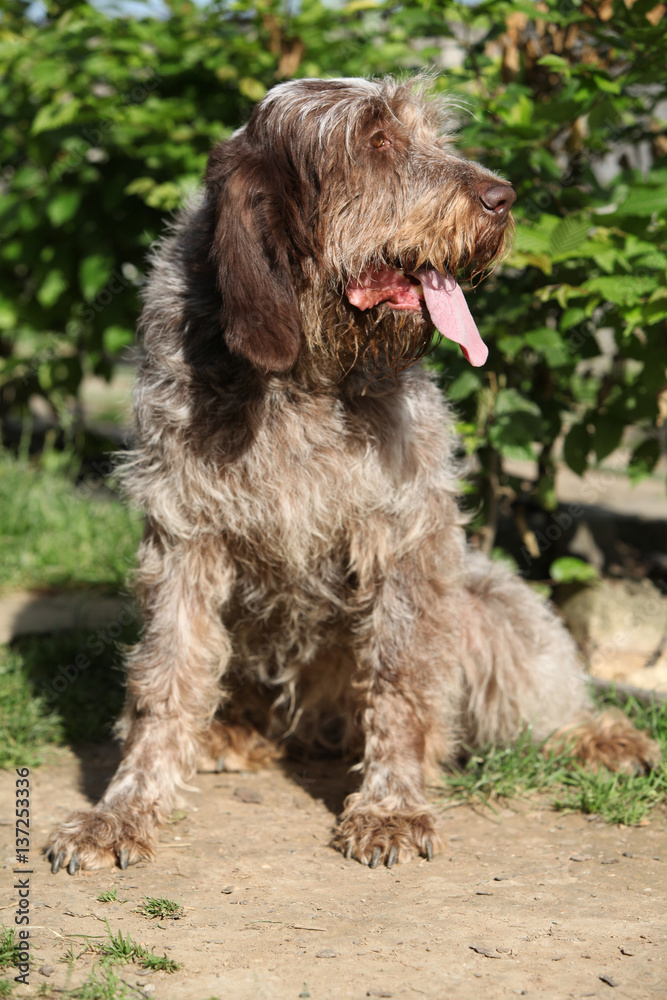Italian Wire-haired Pointing Dog sitting in the garden