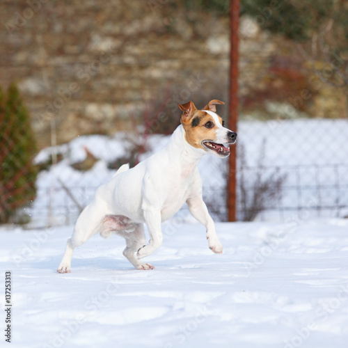 Fototapeta Naklejka Na Ścianę i Meble -  Jack russell terrier moving in winter