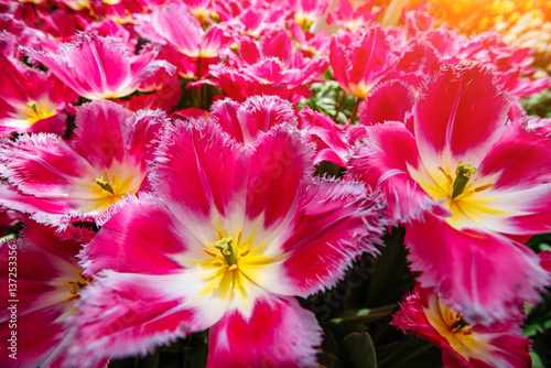 Beautiful pink blooming tulips curly. Keukenhof Flower Park