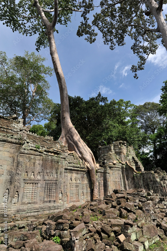 Cambodia. Jungle 