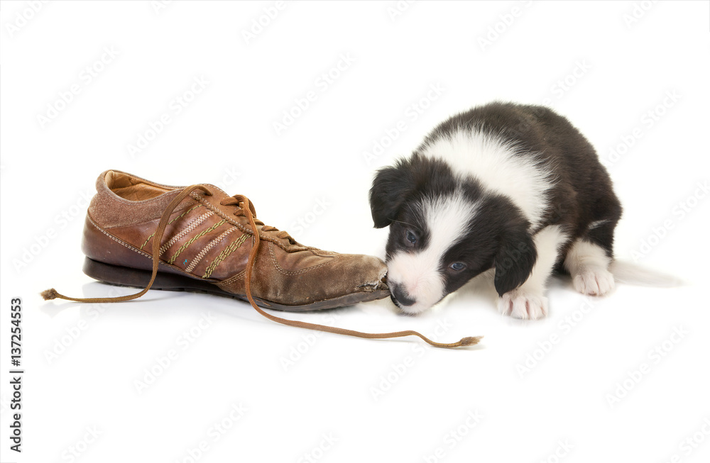 Puppy chewing on shoe Puppy chewing on shoe