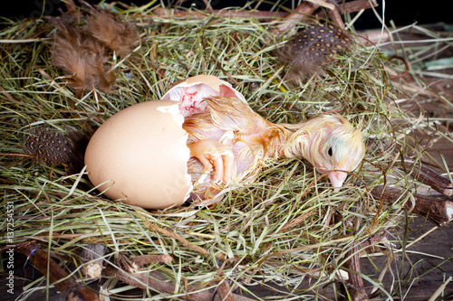 Chick in egg