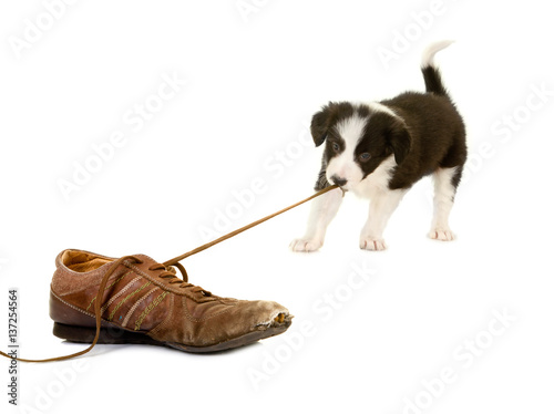 Puppy pulling shoe lace photo